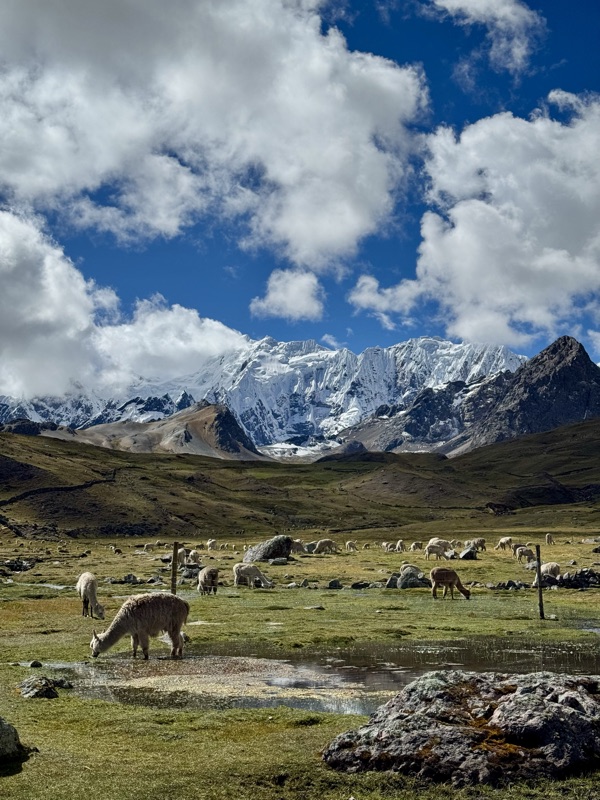 Alpacas grazing in a high green valley below snow-capped Andean peaks