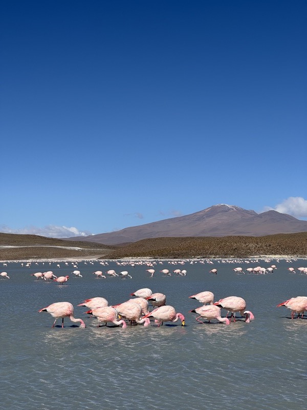 A flock of pink flamingos wading in a lagoon under a deep blue sky