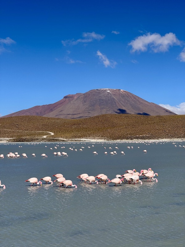 Flamingos feeding in a blue lagoon below a reddish volcano
